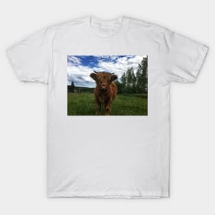 Scottish Highland Cattle Calf 2025 T-Shirt